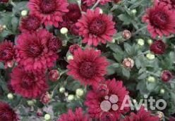 Хризантема мультифлора