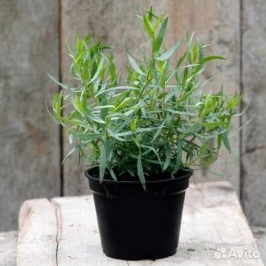 Эстрагон тархун