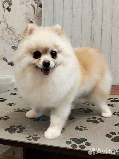 Стрижка, груминг собак и кошек