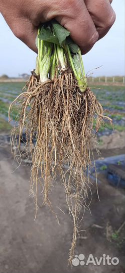 Рассада клубники клери