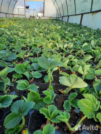 Клубника на весну, отправка по России