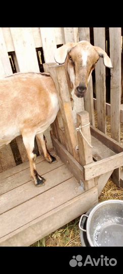 Козы Дойные