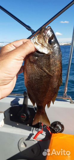 Рыбалка с катера Казачка