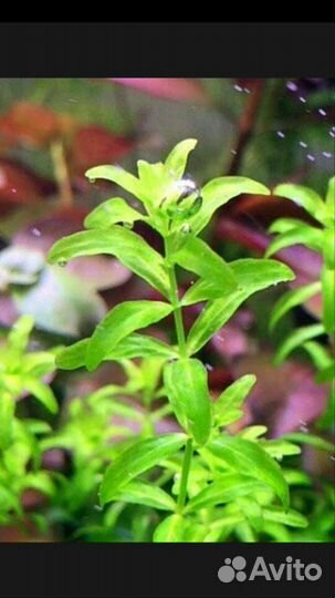 Аквариумные растения. Микрантемоидес