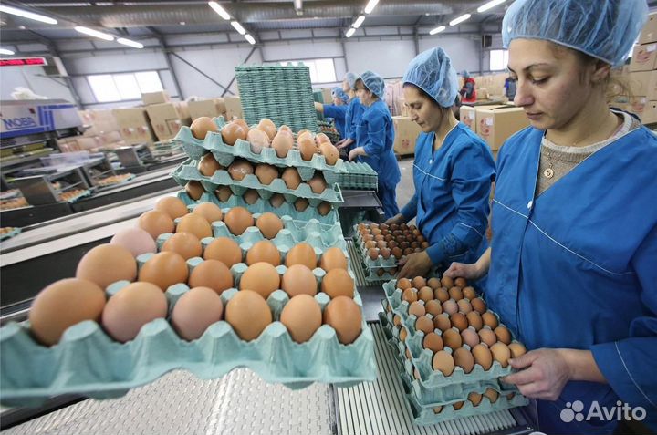 Вакансия на птицефабрике с высокой зарплатой Пермь