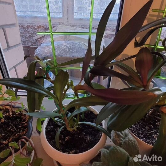 Продам цветы комнатные