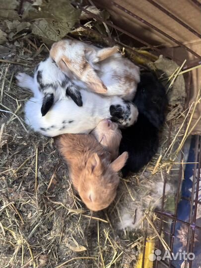 Декоративные кролики