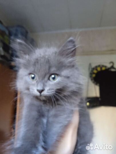 Котенок бесплатно