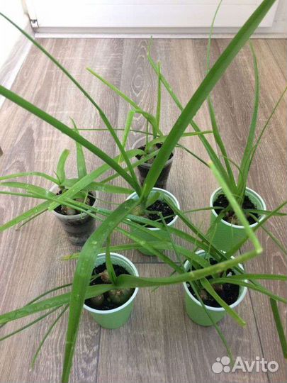 Птицемлечник хвостатый (индийский лук)