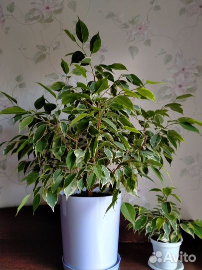 Фикус Бенджамина