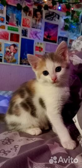 Кошка