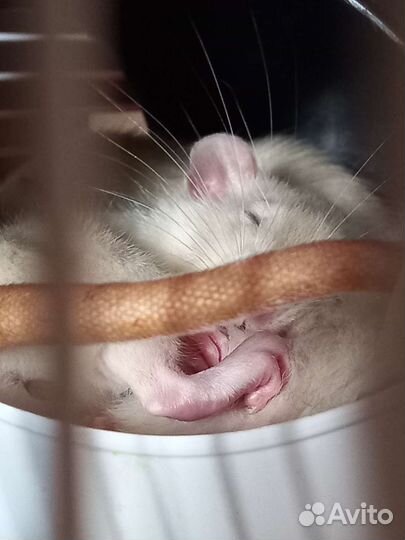 Передержка грызунов