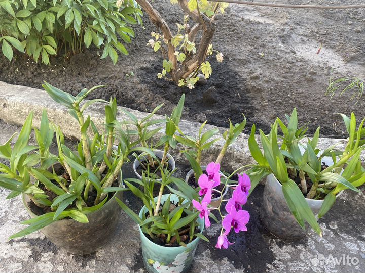 Орхидея дендрофаленопсис