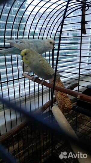 Волнистый попугай (сложенная пара радужных)