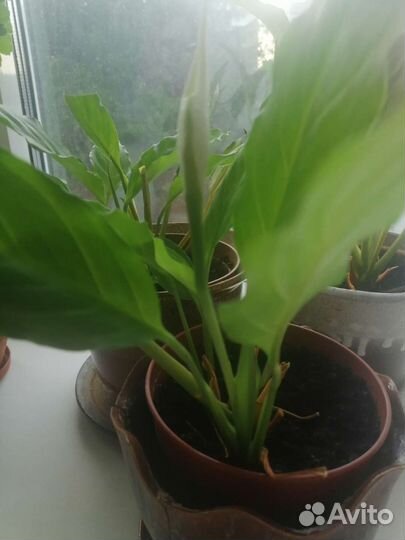 Спатифиллум