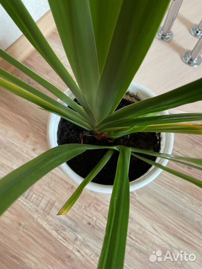 Ирис комнатный(неомарика)