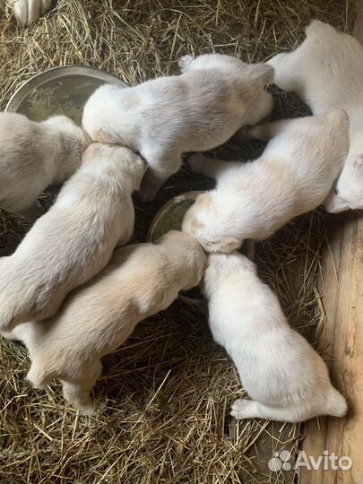 Щенки сао алабай