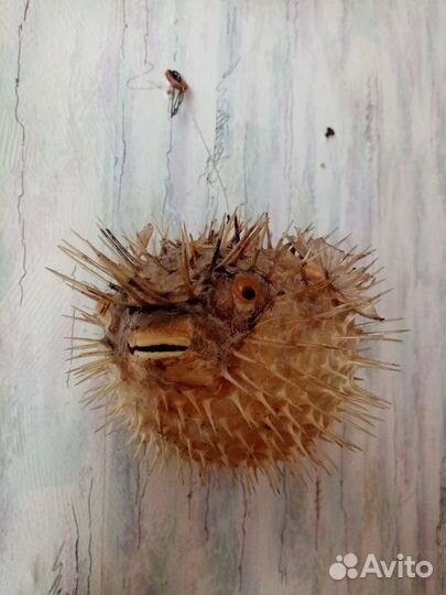 Чучела животных.птиц. рыб