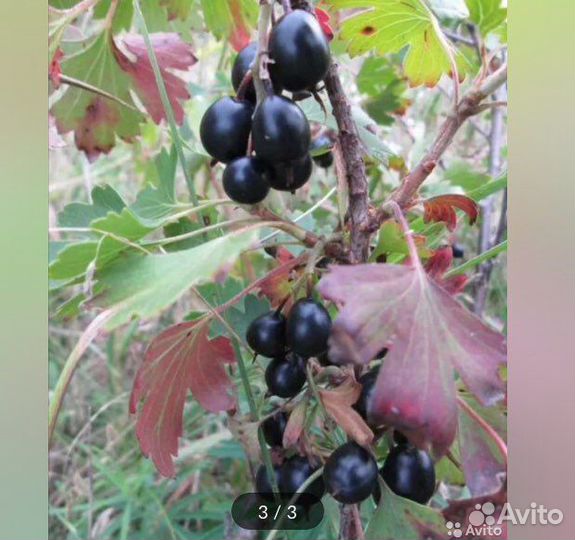 Смородина золотистая