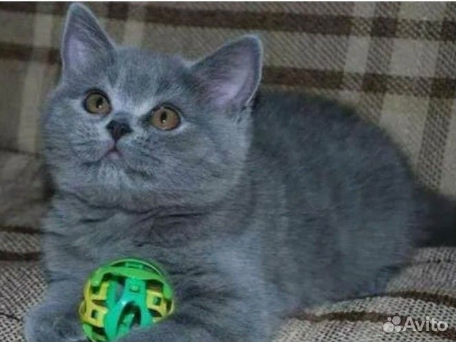 Британские плюшки