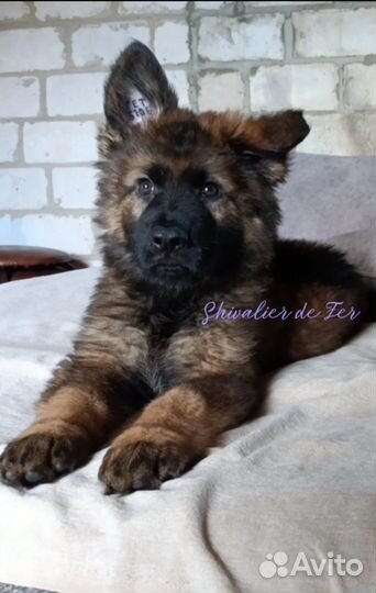Щенки немецкой овчарки