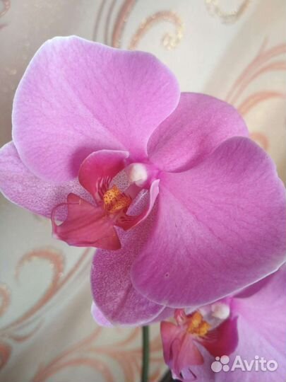 Орхидея фаленопсис