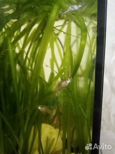 Аквариумные рыбки