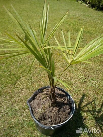 Пальма трахикарпус