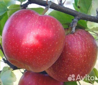 Саженцы карликовой Яблони Слава-Победителям