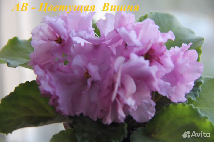 Фиалки сортовые