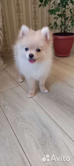 Померанский шпиц мини девочка