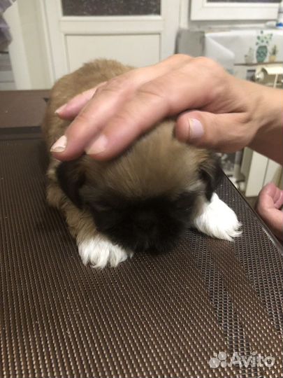 Продам щенка щит-цу девочка