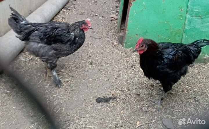 Продам петушков