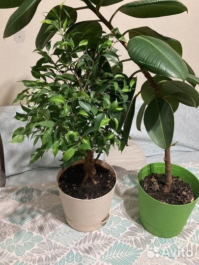 Фикус крупнолистный