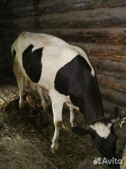 Коровы нетели