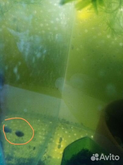 Улитки для аквариума