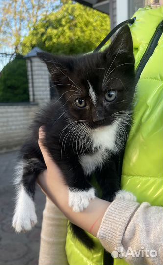 Отдам в добрые руки