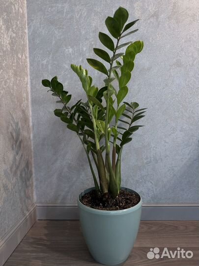 Продам Замиокулькасы