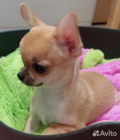 Микро девочка