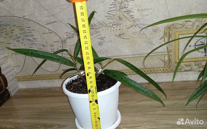 Фикус Али Ивовый Узколистный Разные в горшках