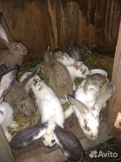 Кролики. 5 мес