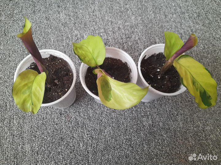 Калатея еллоу fusion