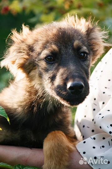Щенок в добрые руки бесплатно