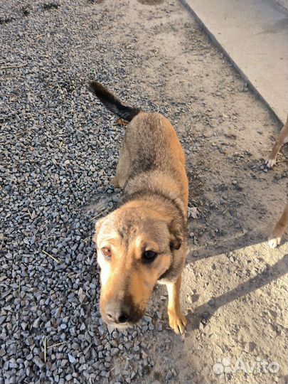 Малышка в дар