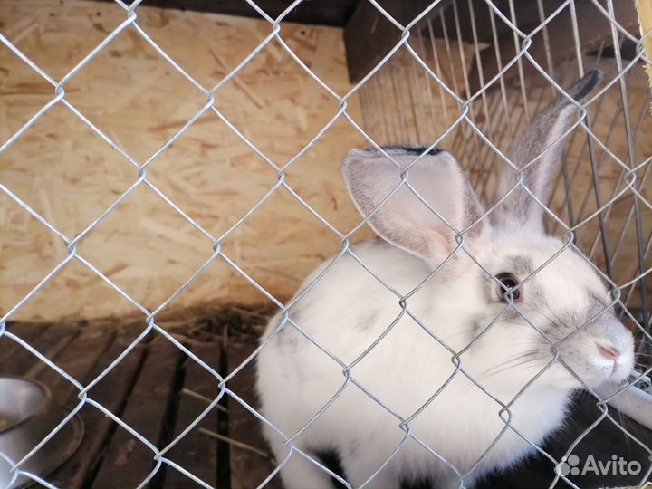 Колифорнийские Кролики мясных пород