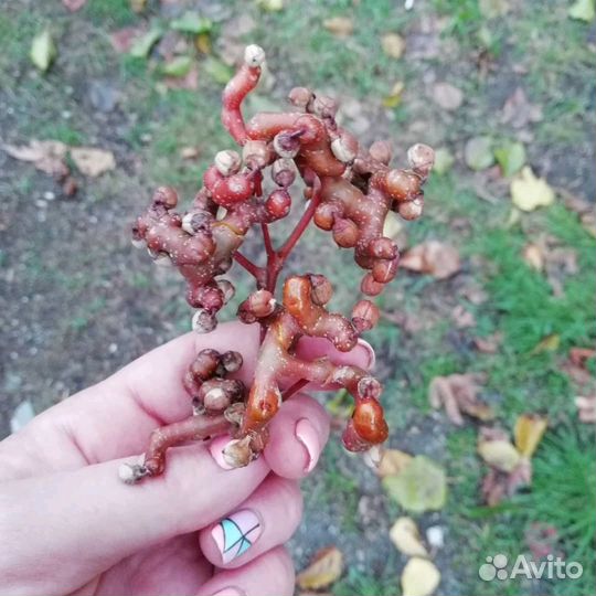 Говении Конфетное Дерево Саженцецы и Семена