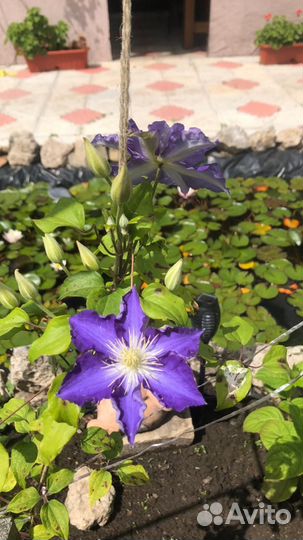 Садовые растения