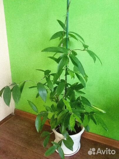 Драцена суркулоза - высота 1,4 м