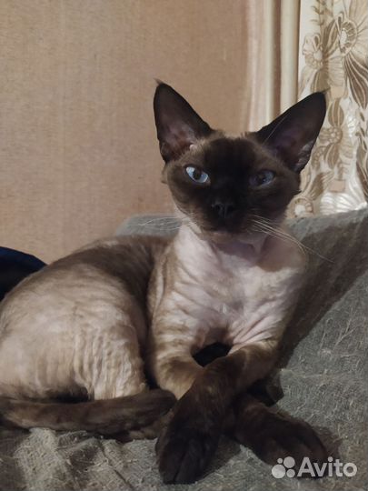 Девон-рекс кот