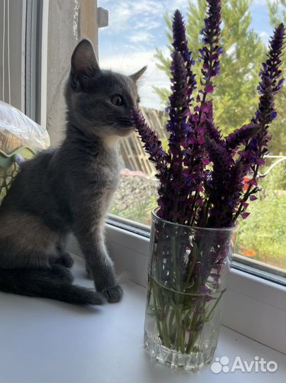 Кошка мышеловка